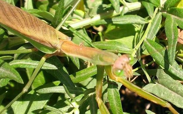 The Praying Mantis
