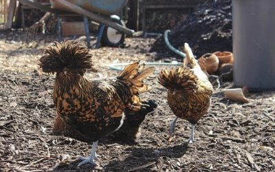 Golden Crested Polish Chickens