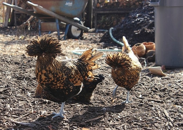 Golden Crested Polish Chickens