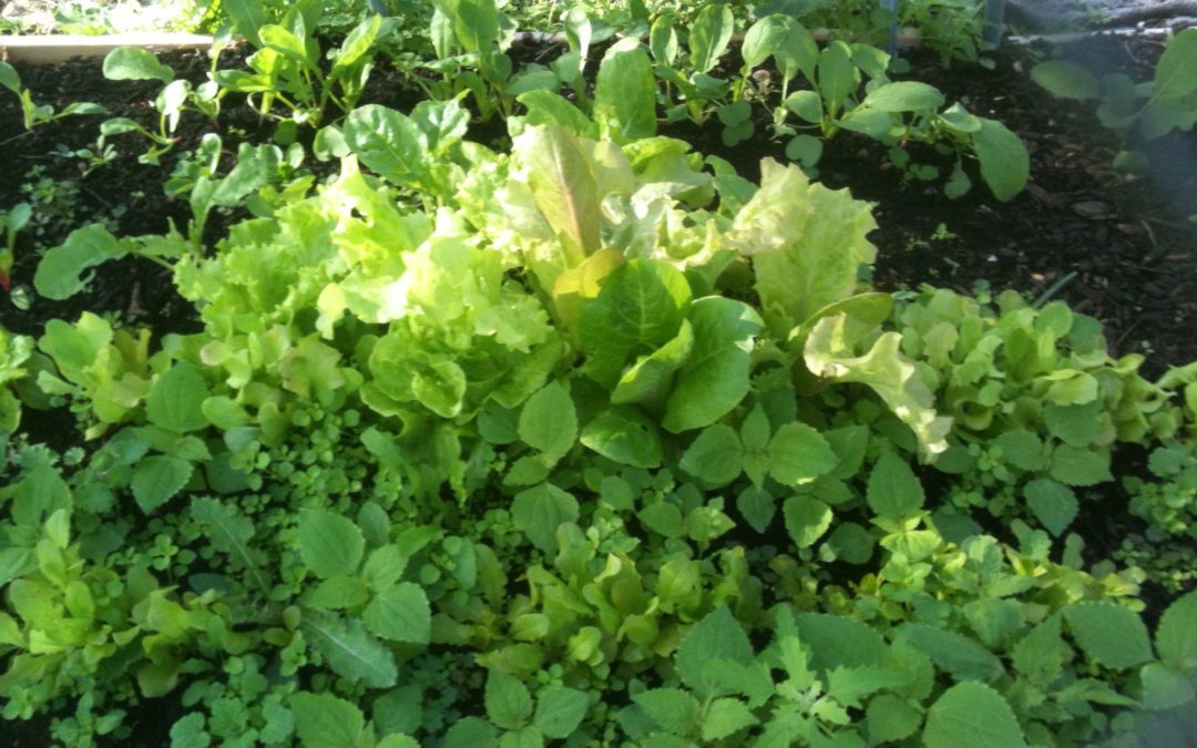 May 2014: Spring Brings a New Garden and a New (micro) Green
