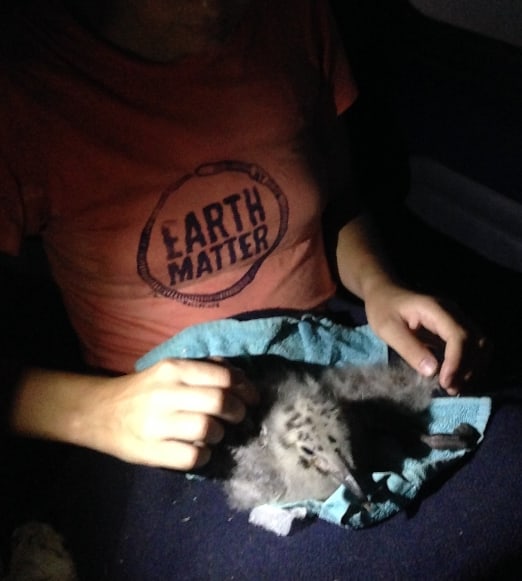 Nina the seagull chick