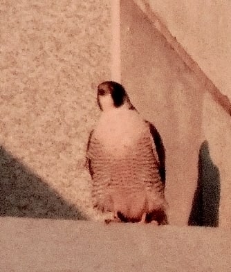 march2014-animal