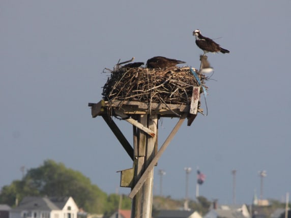 Animal (missing) in the Cycle – The Osprey