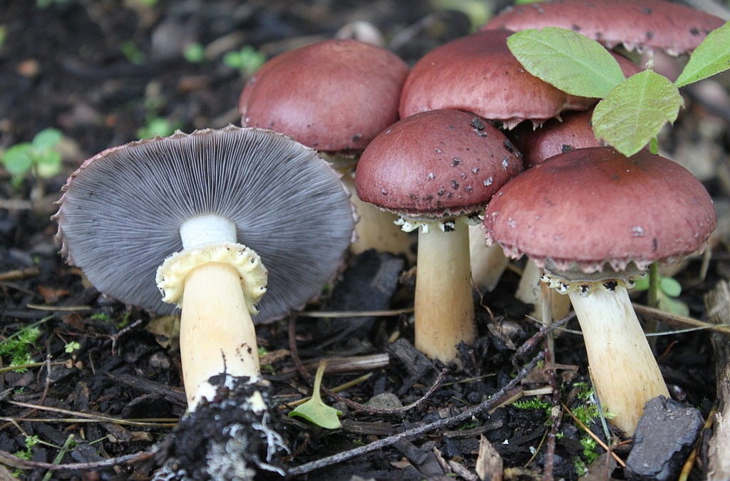 All about mushrooms