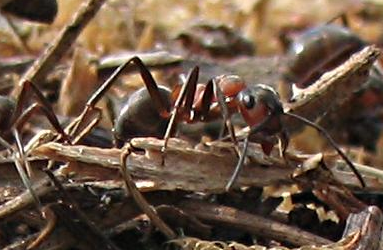 Ants – Eusocial formicate hymenoptera