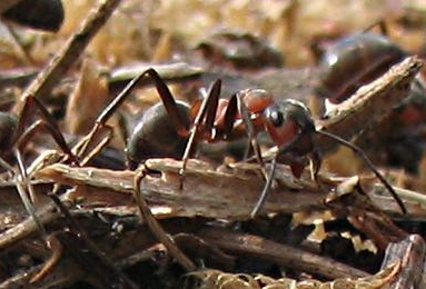 Ants – Eusocial formicate hymenoptera