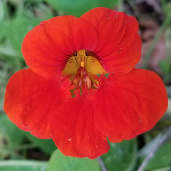 flower